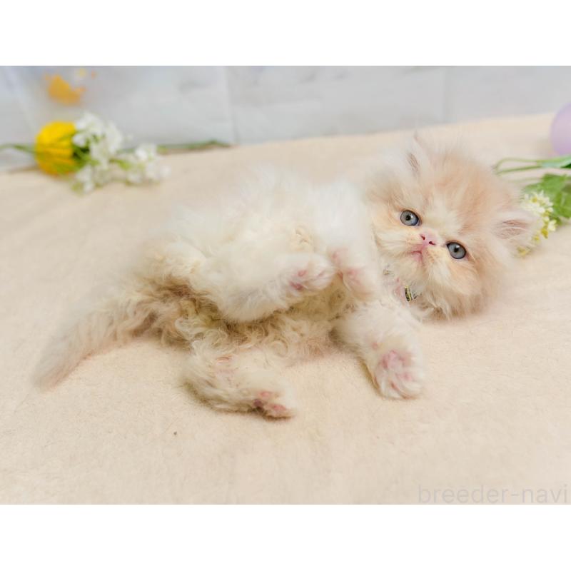 販売中の千葉県のエキゾチックショートヘア-137195の7枚目