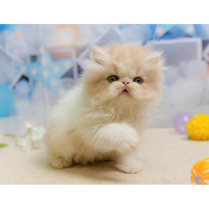 販売中の千葉県のエキゾチックショートヘア-137195の5枚目