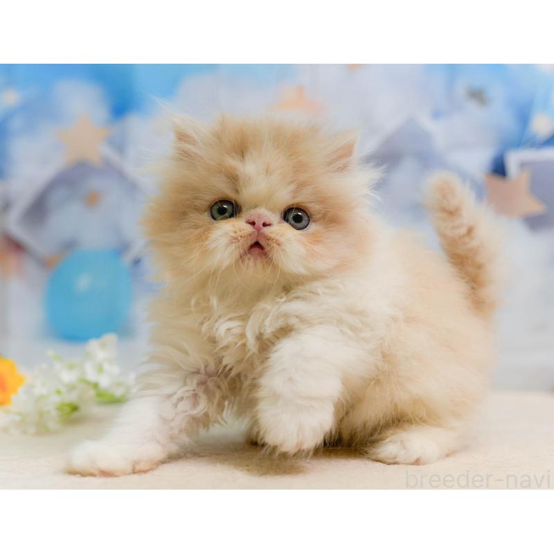 販売中の千葉県のエキゾチックショートヘア-137195の4枚目