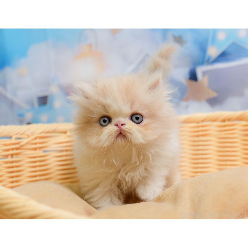 販売中の千葉県のエキゾチックショートヘア-137195の2枚目