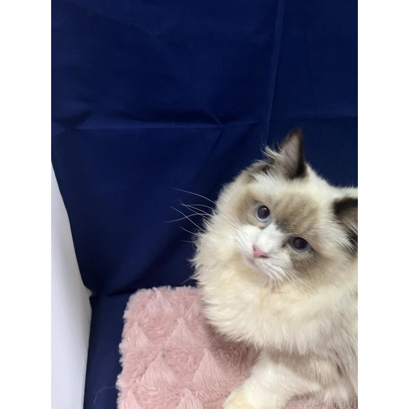 販売中の富山県のラグドール-137170の4枚目