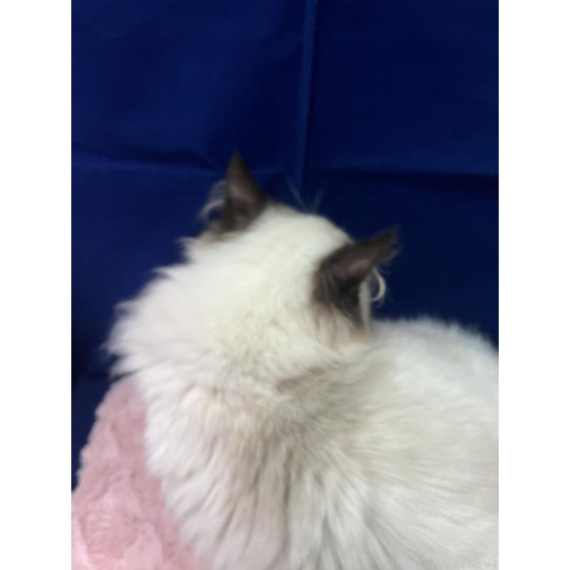 販売中の富山県のラグドール-137170の3枚目