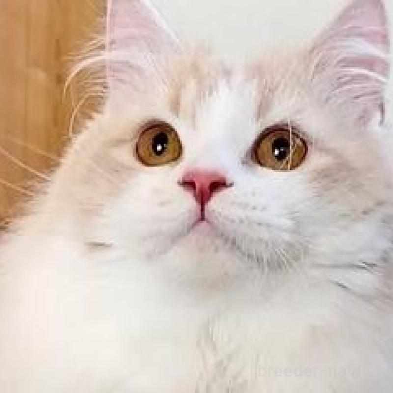 販売中の岐阜県のマンチカン-137169の6枚目