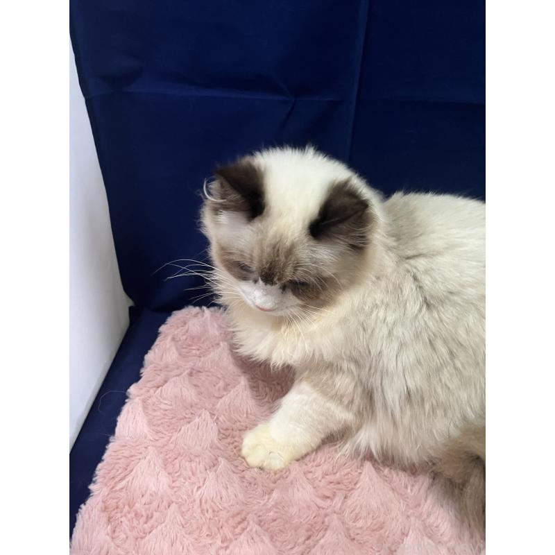 販売中の富山県のラグドール-137170の2枚目