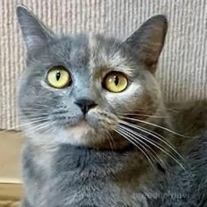 販売中の岐阜県のマンチカン-137169の5枚目