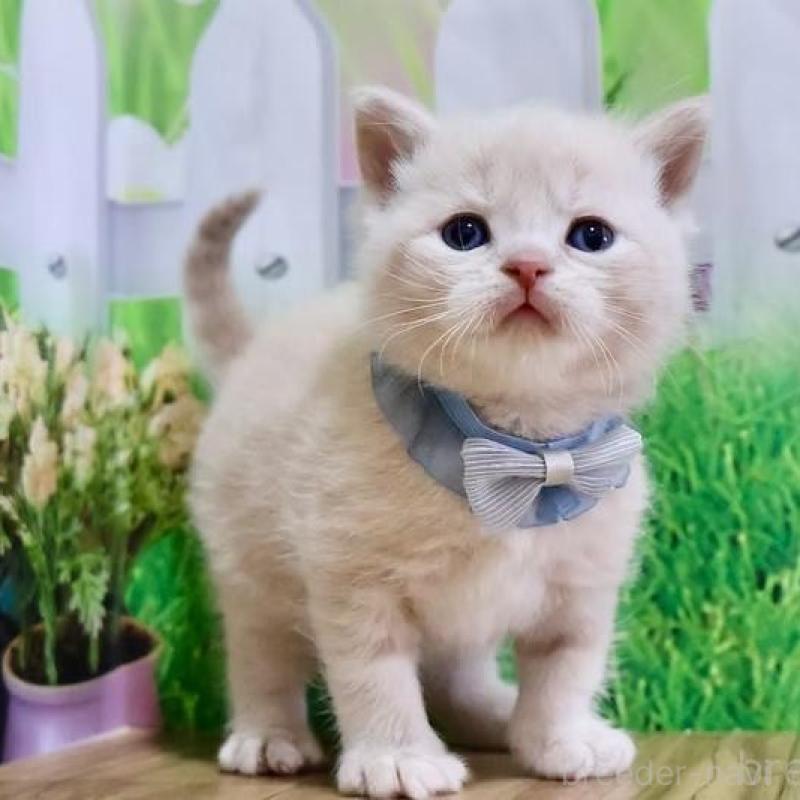 販売中の岐阜県のマンチカン-137169の4枚目