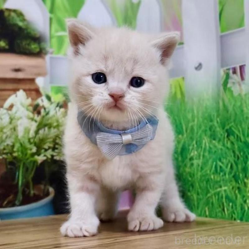 販売中の岐阜県のマンチカン-137169の1枚目