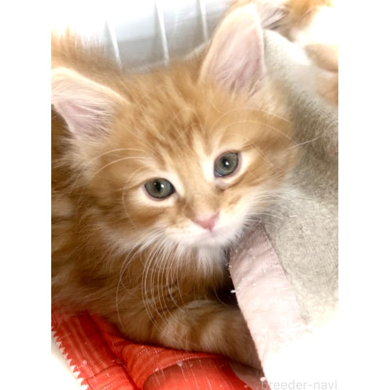 販売中の東京都のノルウェージャンフォレストキャット-136582の7枚目