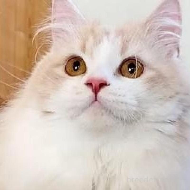 販売中の岐阜県のマンチカン(短足)-137171の6枚目