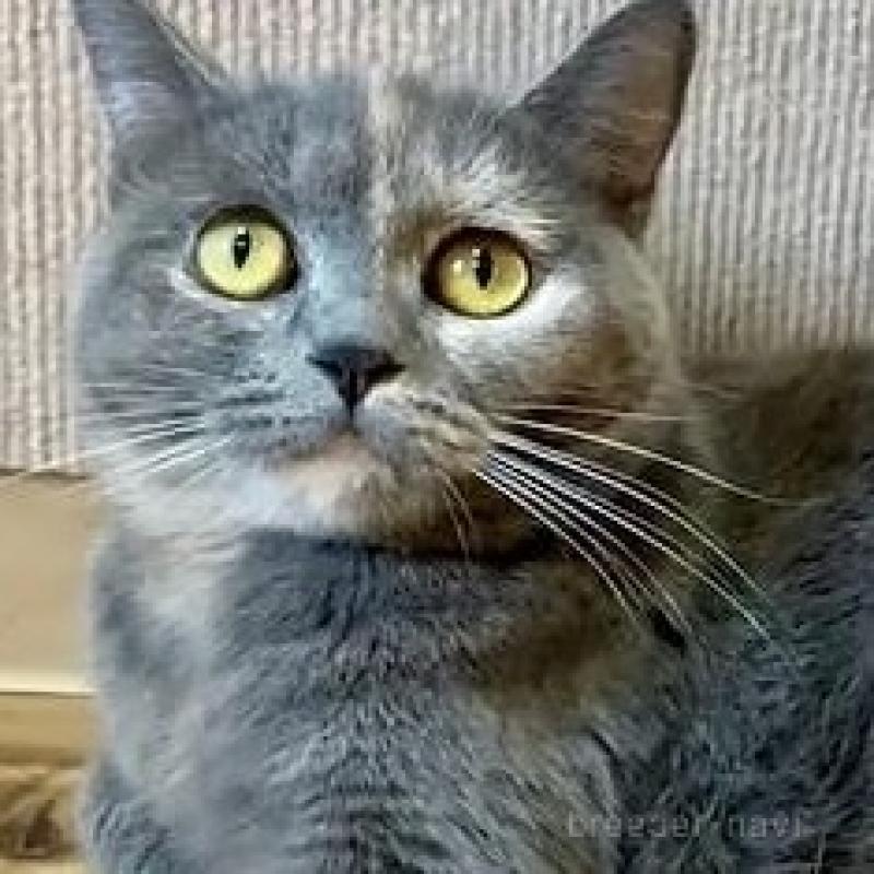 販売中の岐阜県のマンチカン(短足)-137171の5枚目