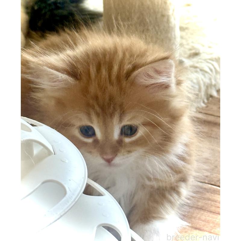 販売中の東京都のノルウェージャンフォレストキャット-136581の6枚目