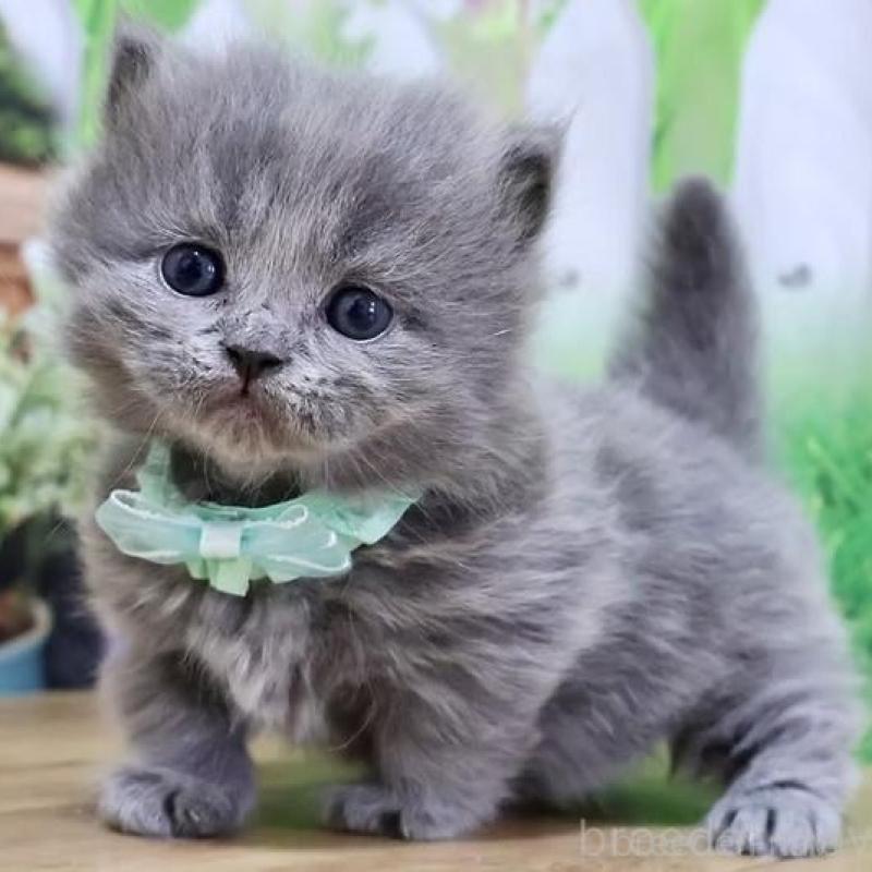 販売中の岐阜県のマンチカン(短足)-137171