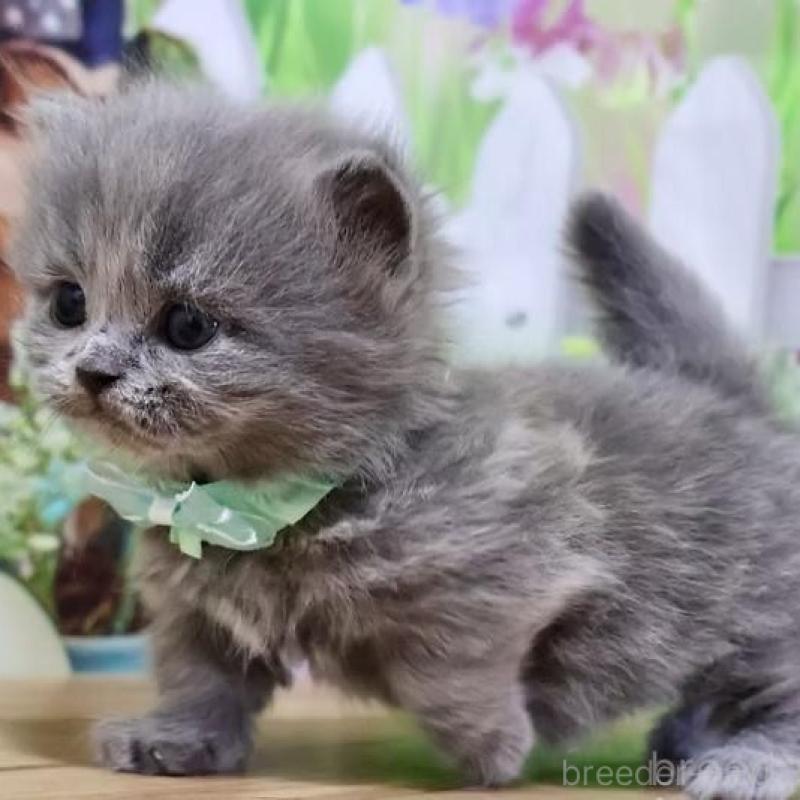 販売中の岐阜県のマンチカン(短足)-137171の2枚目