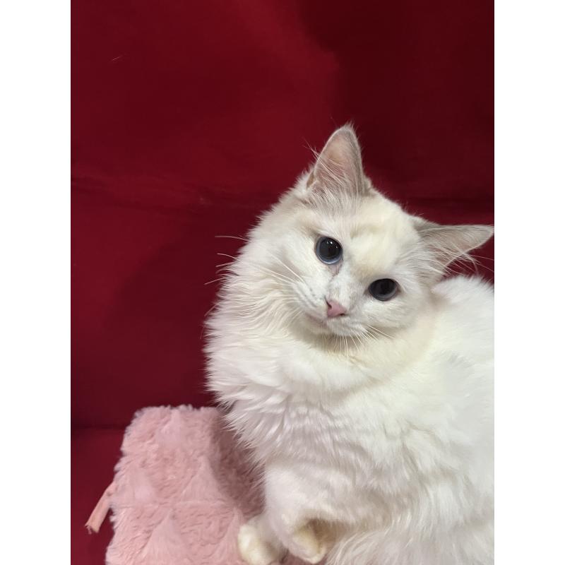 販売中の富山県のラグドール-137172の3枚目