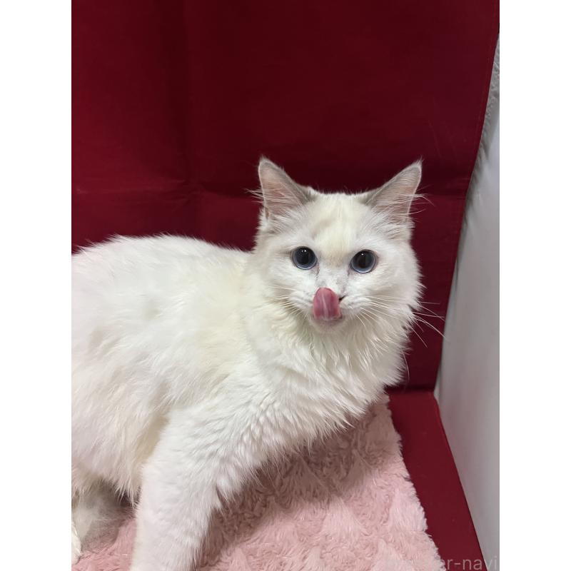 販売中の富山県のラグドール-137172の2枚目