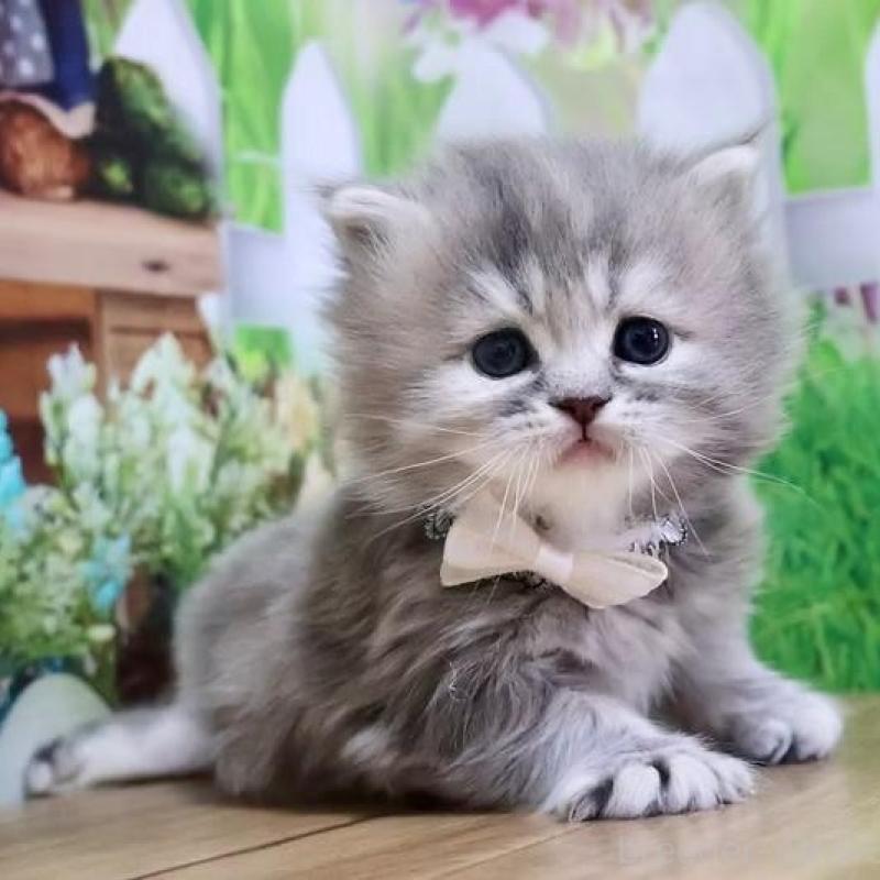 販売中の岐阜県のマンチカン-137173