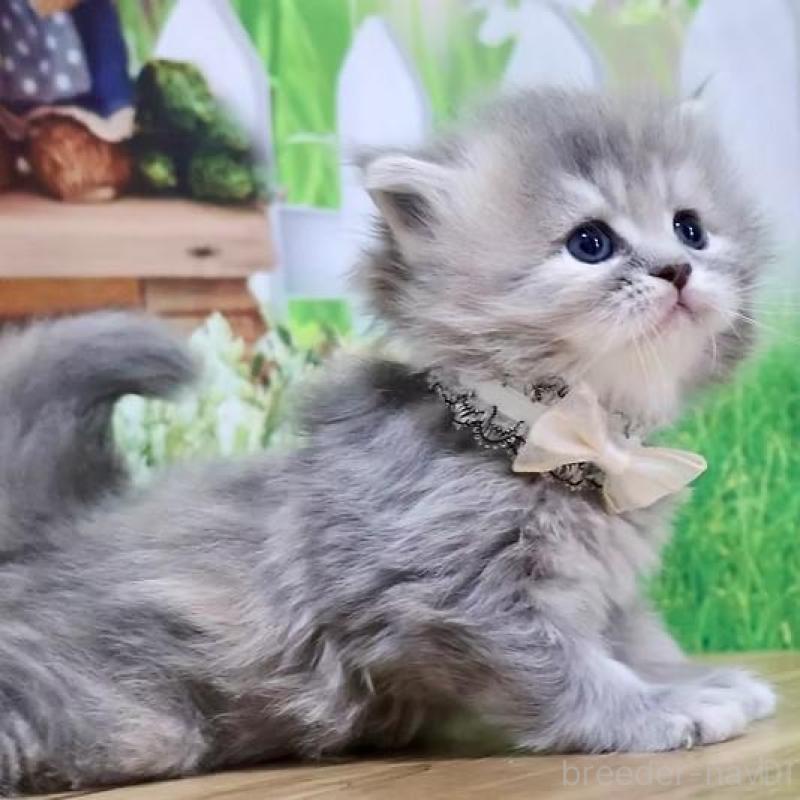 販売中の岐阜県のマンチカン-137173の5枚目