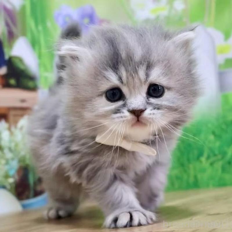 販売中の岐阜県のマンチカン-137173の4枚目