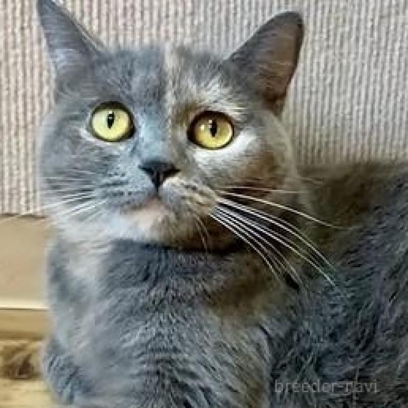 販売中の岐阜県のマンチカン-137173の3枚目