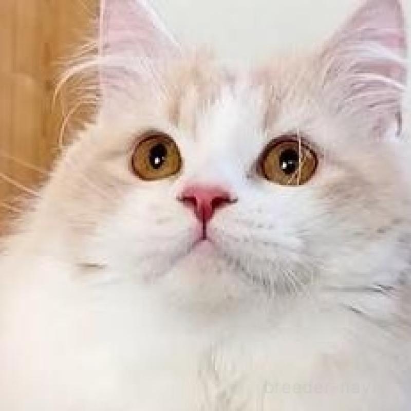 販売中の岐阜県のマンチカン-137173の2枚目