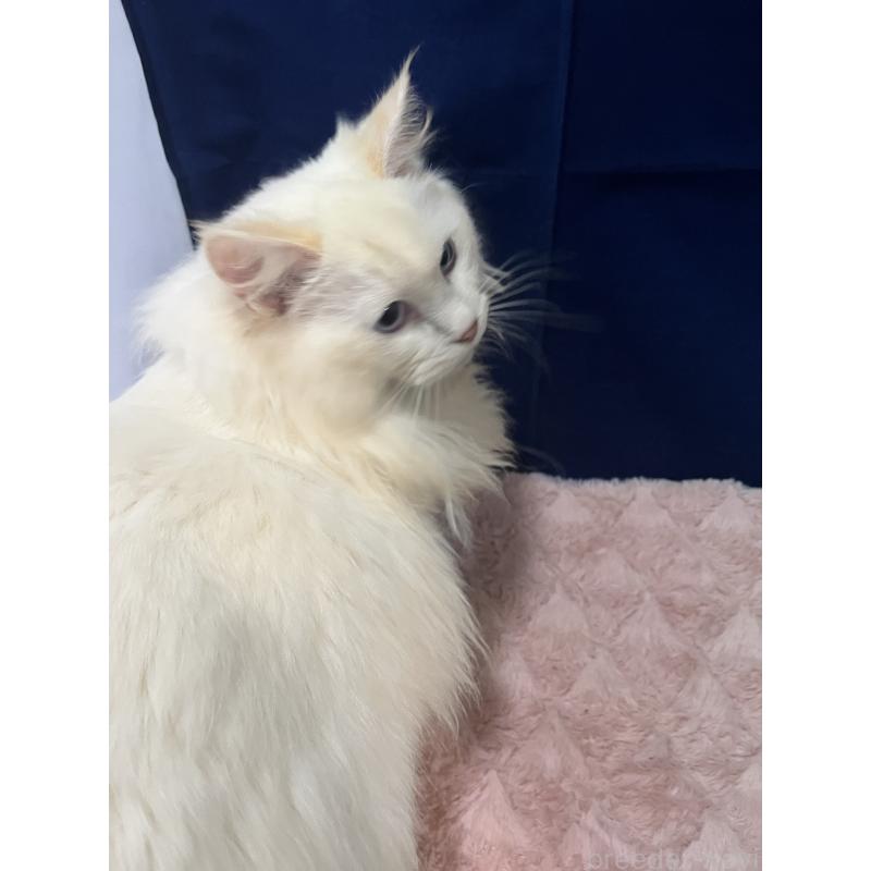 販売中の富山県のラグドール-137174の4枚目