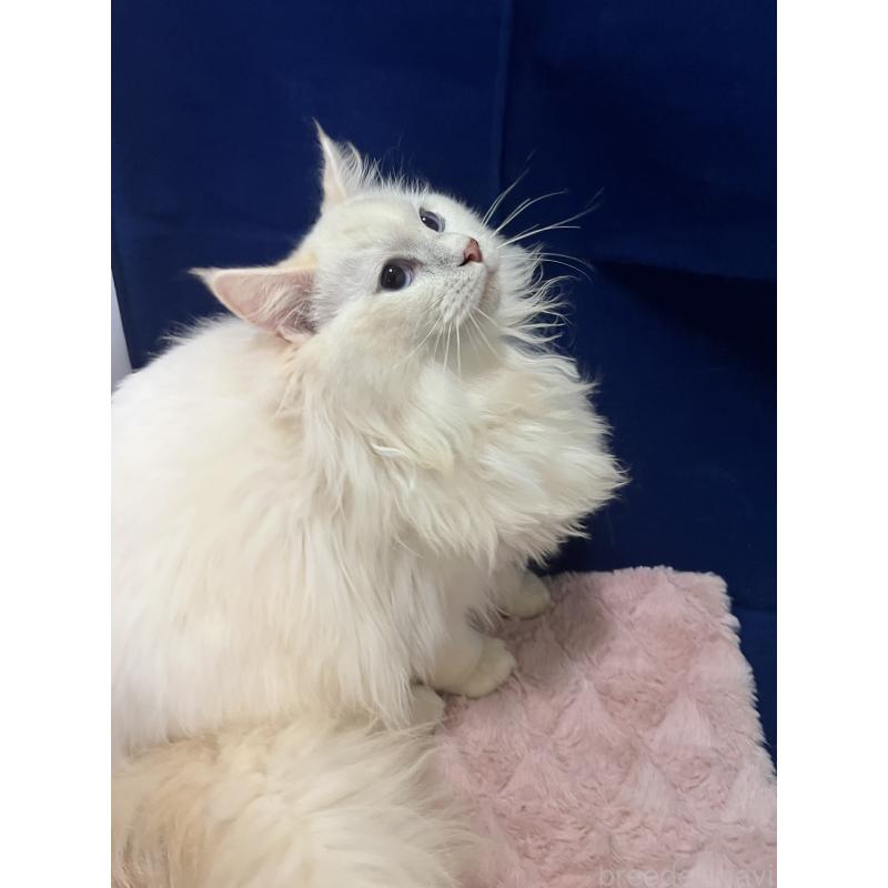 販売中の富山県のラグドール-137174の3枚目