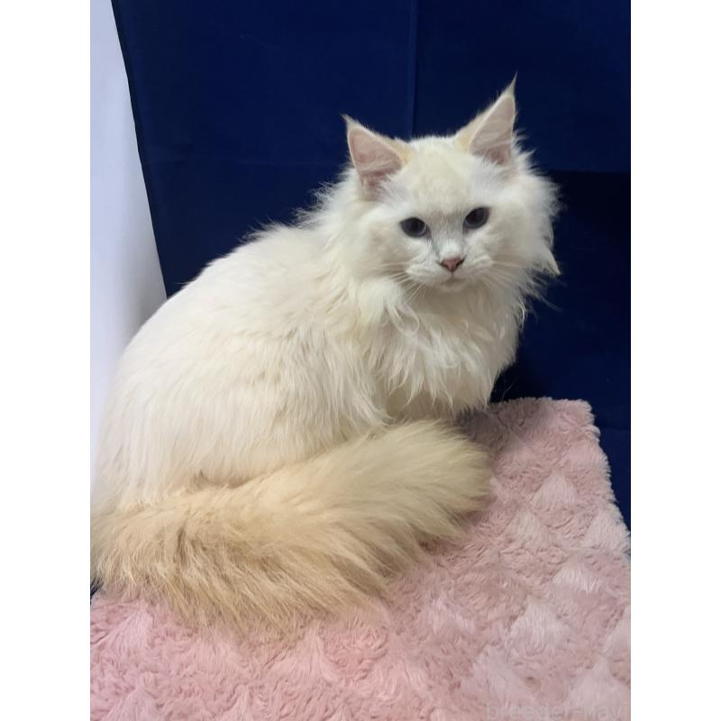 販売中の富山県のラグドール-137174の2枚目