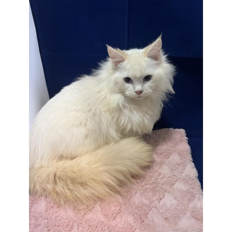 販売中の富山県のラグドール-137175の2枚目