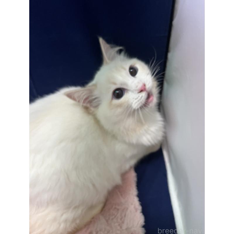 販売中の富山県のラグドール-137177の3枚目