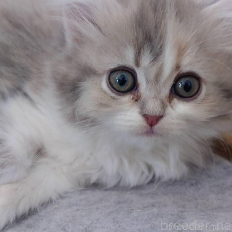 販売中の愛知県のミヌエット-137176の7枚目