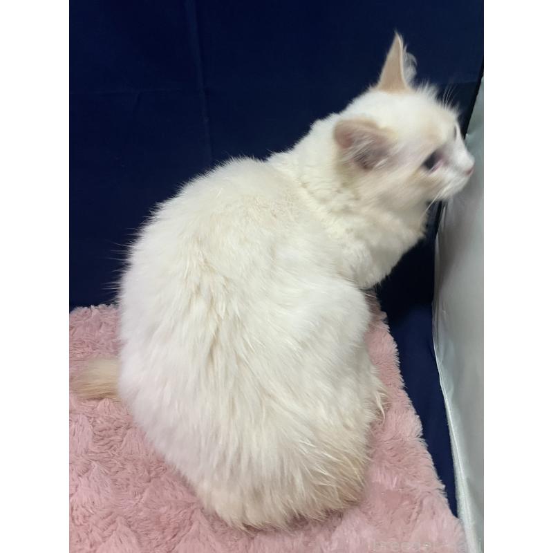 販売中の富山県のラグドール-137177の2枚目