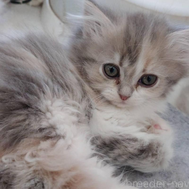 販売中の愛知県のミヌエット-137176の5枚目