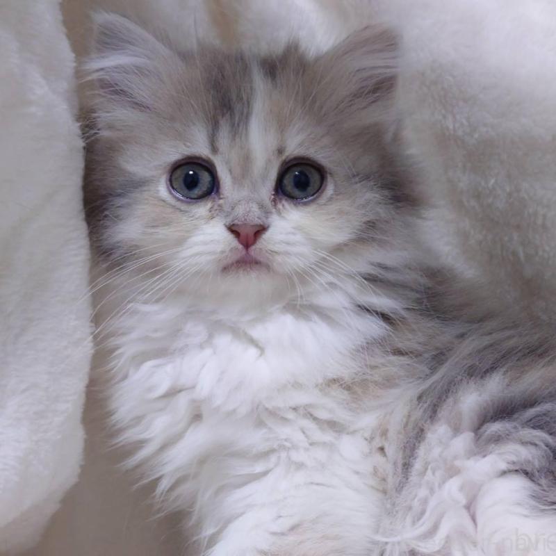 販売中の愛知県のミヌエット-137176の4枚目