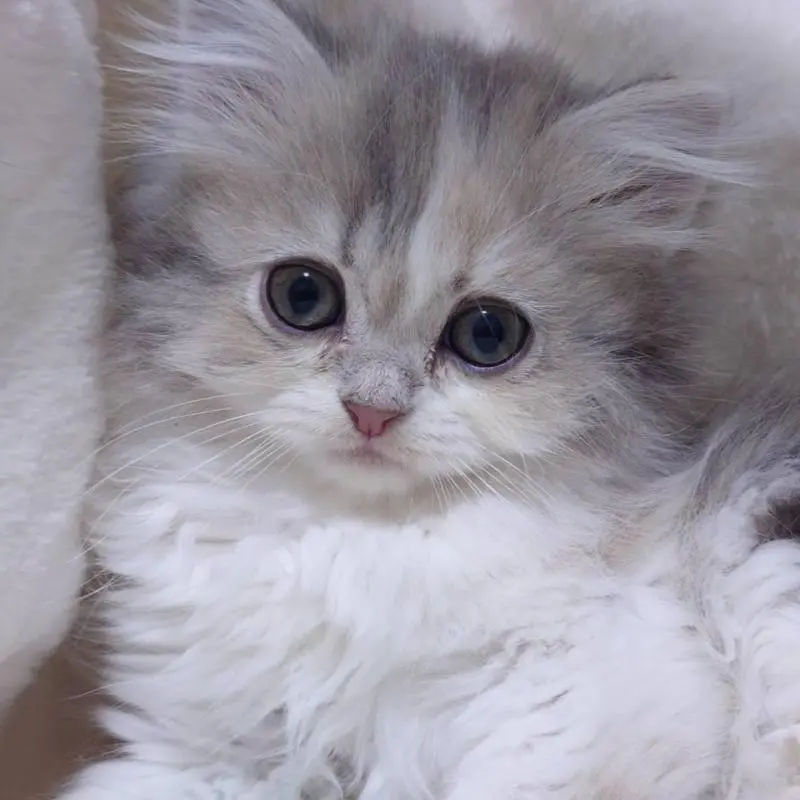 販売中の愛知県のミヌエット-137176の1枚目