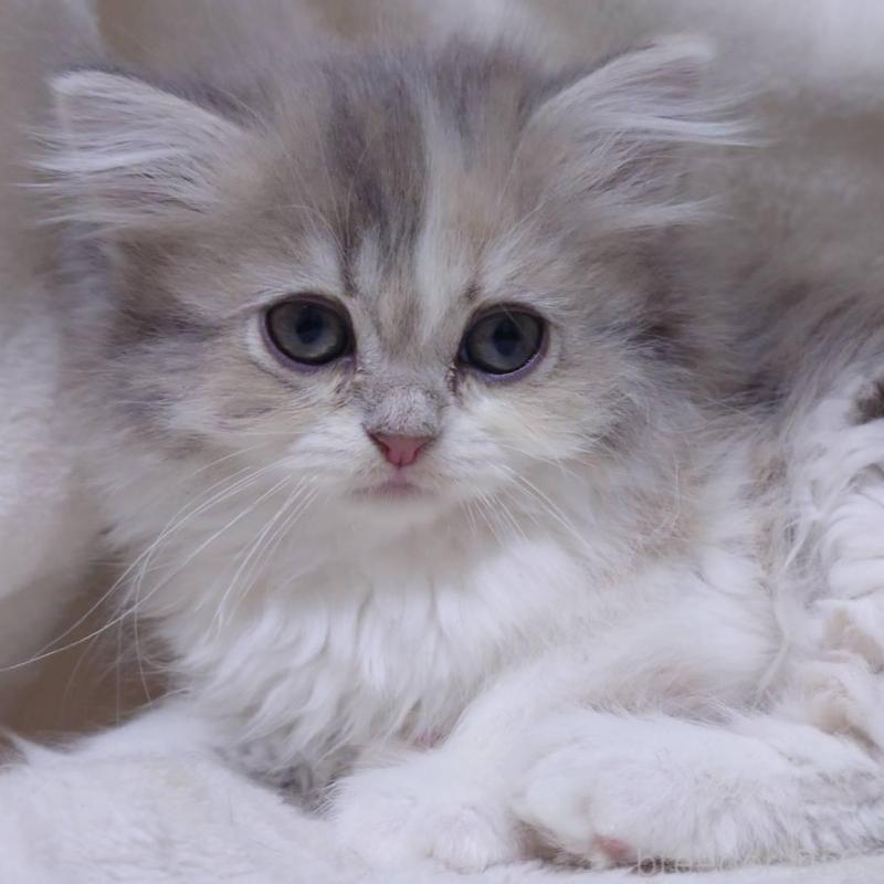 販売中の愛知県のミヌエット-137176の3枚目