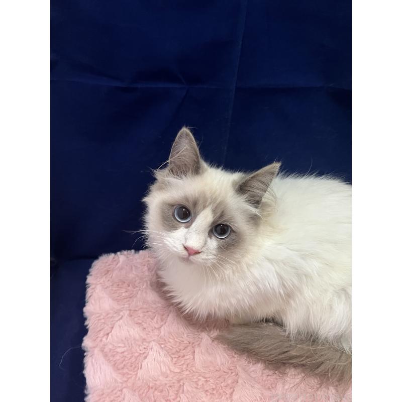 販売中の富山県のラグドール-137178の3枚目