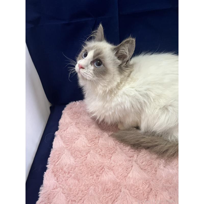 販売中の富山県のラグドール-137178の2枚目