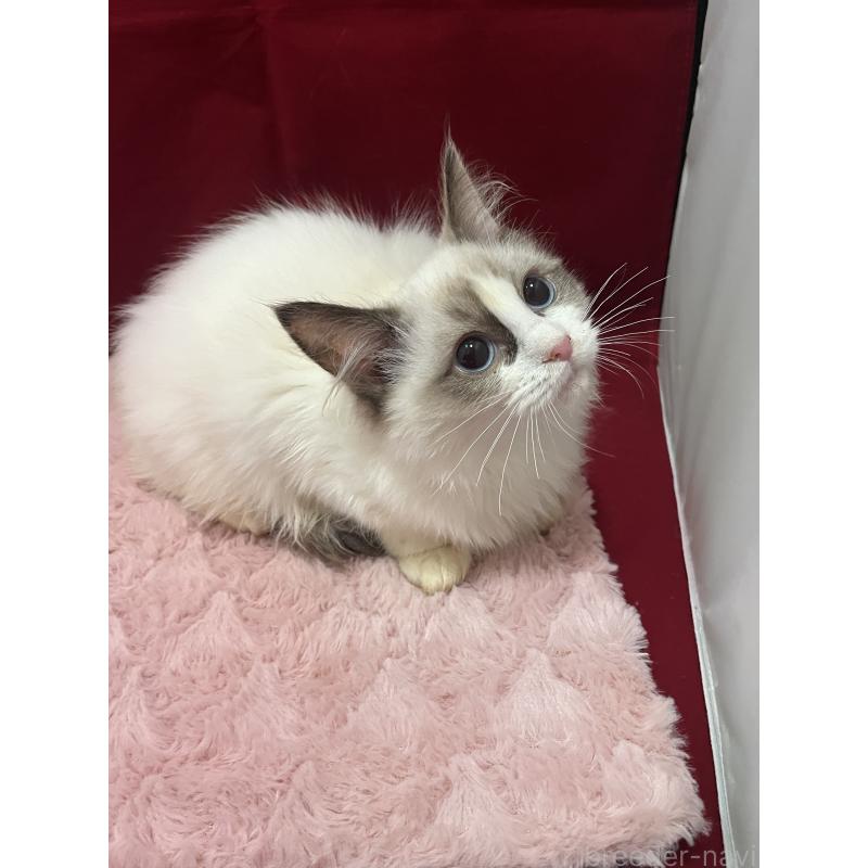 販売中の富山県のラグドール-137179の4枚目