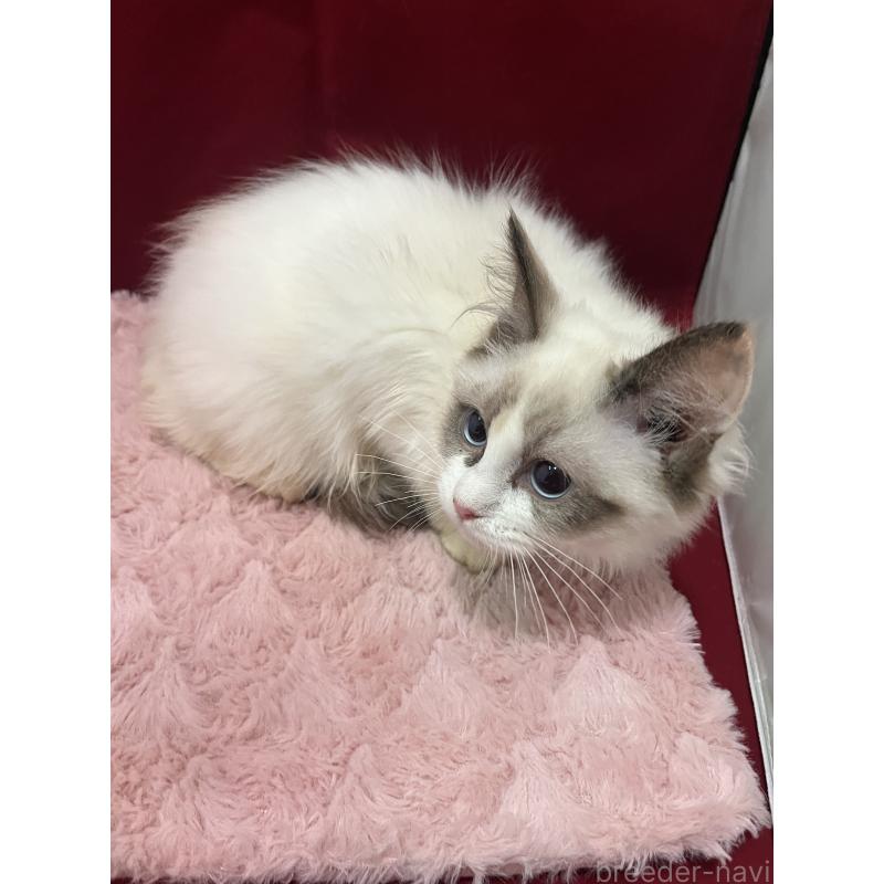 販売中の富山県のラグドール-137179の2枚目