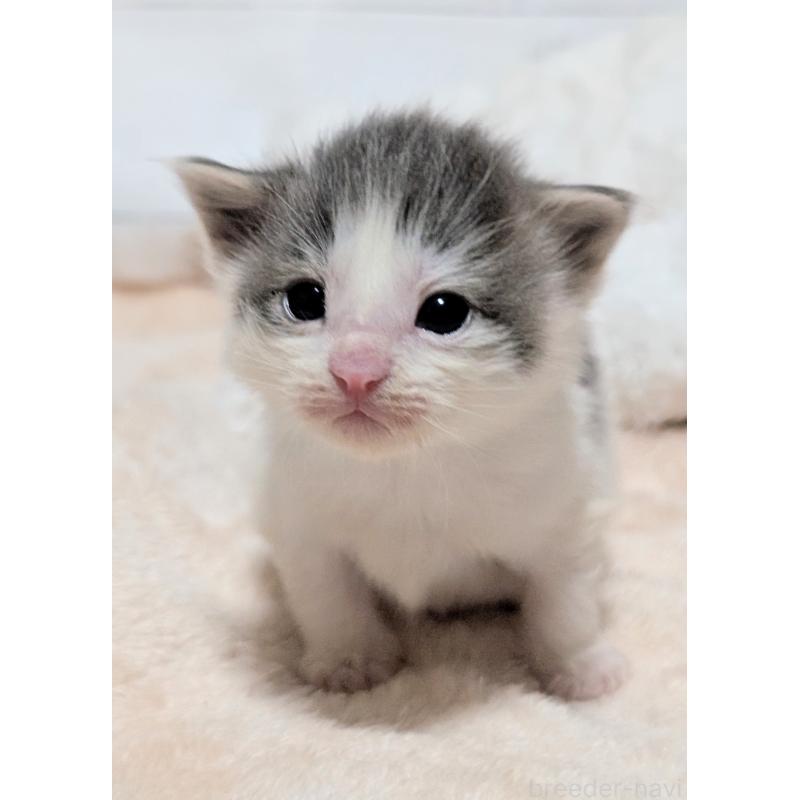 販売中の愛知県のノルウェージャンフォレストキャット-137180の4枚目