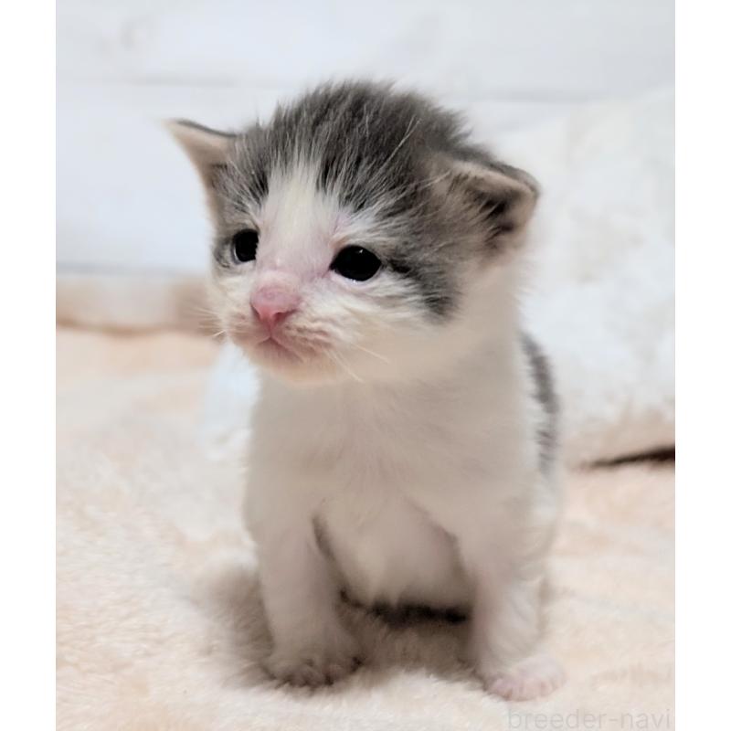 販売中の愛知県のノルウェージャンフォレストキャット-137180の3枚目