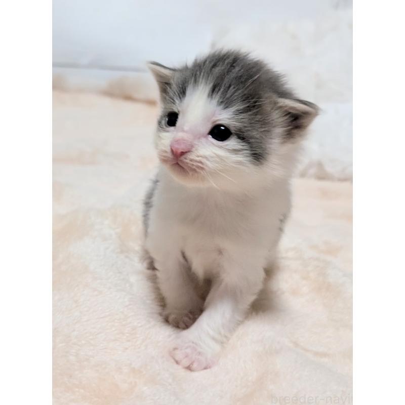 販売中の愛知県のノルウェージャンフォレストキャット-137180の2枚目