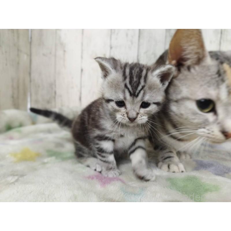 販売中の三重県のアメリカンショートヘア-137181の5枚目