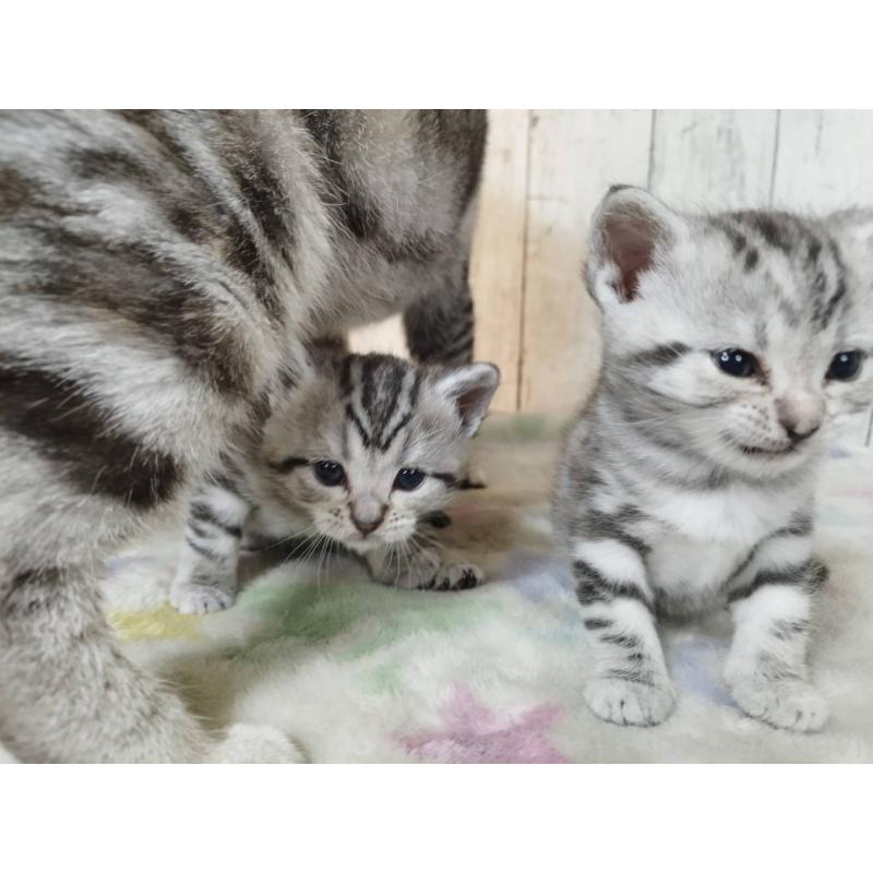 販売中の三重県のアメリカンショートヘア-137181の4枚目