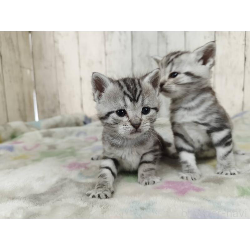 販売中の三重県のアメリカンショートヘア-137181の3枚目