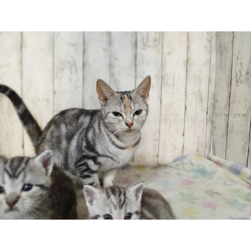 Brianaちゃん1枚目