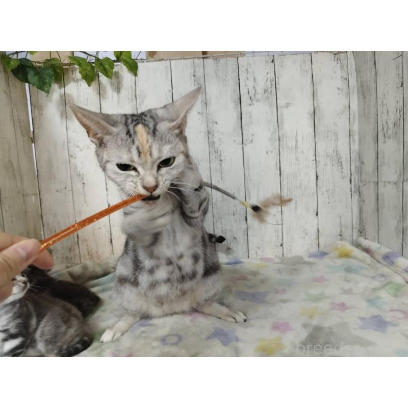 Brianaちゃん1枚目