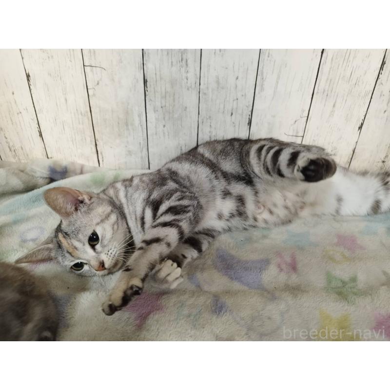 Brianaちゃん1枚目