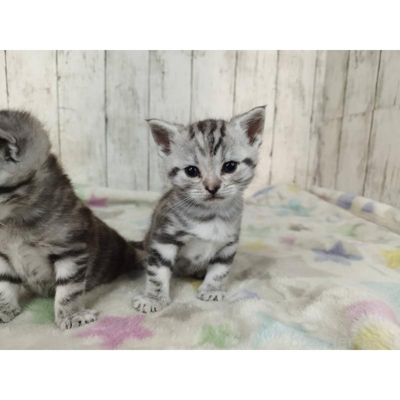 販売中の三重県のアメリカンショートヘア-137182の5枚目