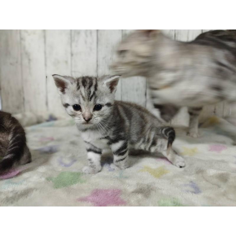 販売中の三重県のアメリカンショートヘア-137182の4枚目